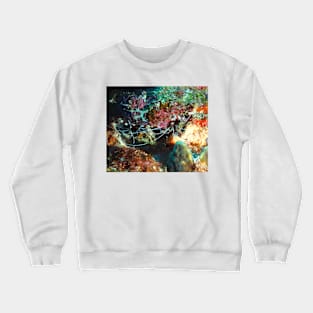 Banded Coral Shrimp Crewneck Sweatshirt